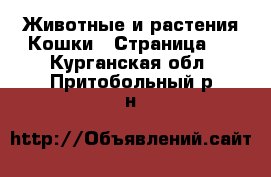 Животные и растения Кошки - Страница 4 . Курганская обл.,Притобольный р-н
